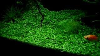 Glossostigma elatinoides  aquatic plants guide [upl. by Cherlyn808]