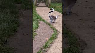 Ring tailed lemur [upl. by Pasco807]