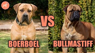 Boerboel vs Bullmastiff A Complete Dog Breed Comparison [upl. by Ronen]