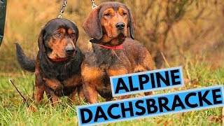 Alpine Dachsbracke Dog Breed  Facts and Information [upl. by Nosle]