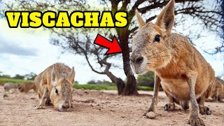 Top 10 mindblowing facts about viscachas  the South American RabbitLike Animal as pets [upl. by Ronni]