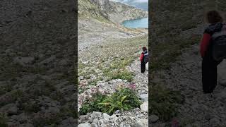 Chamois sur la descente du sommet mountains chamois hike [upl. by Beauvais218]