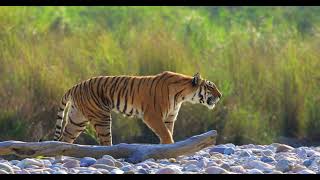 Tiger Roar in the Wild [upl. by Neelrak178]