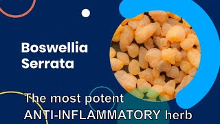 Indian Frankincense Boswellia Serrata Health Benefits for Inflammation Arthritis Asthma and Cancer [upl. by Hadeis]