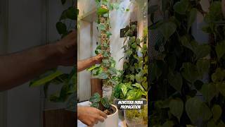 Monstera Dubia Propogation Via Air Layering l Extending Moss Pole for monstera dubia [upl. by Dillie425]