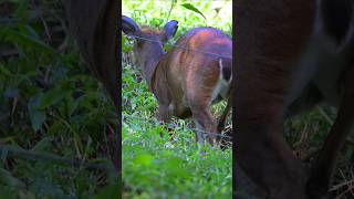 Muntjac wildlife animals [upl. by Ginsburg285]