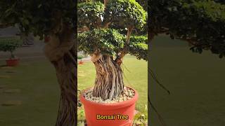 Bonsai Tree nature homegarden garden reels shortsvideo shortsfeed [upl. by Nomi315]