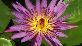 Tropical water lily in our garden in Laos [upl. by Inaliak]