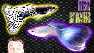 3 New Guppy Strains in the Fish Room  Tropical Fish Unboxing [upl. by Stilla]