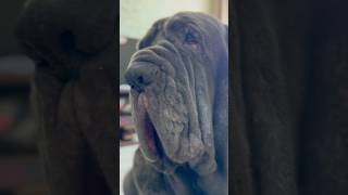 Mastino napoletano mastiff dog mastino [upl. by Adiell]