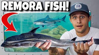 Adding CRAZY REMORA FISH To My SALTWATER POND [upl. by Harilda]