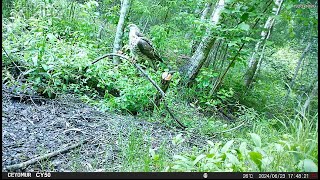 Trail camera CEYOMUR CY50 test footage 2024 [upl. by Eiramenna282]