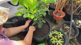 How to Pot Up Calamondin Tree [upl. by Adiaroz]