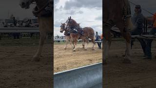 Tom’s older horses horse drafthorses belgian pulls [upl. by Connie]