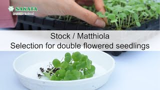 【Stock Matthiola】Selection for double flowered seedlings [upl. by Aihseya62]