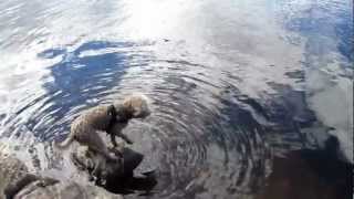 Lagotto Romagnolo swimming [upl. by Okire34]