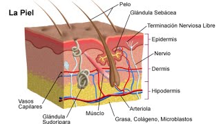 Componentes de la piel y Capas de la piel Epidermis Hipodermis Dermis Glándulas Sebáceas [upl. by Brandise802]