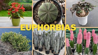 Euphorbias 25 Espécies para Identificação Nomes Científicos [upl. by Aneehsor]