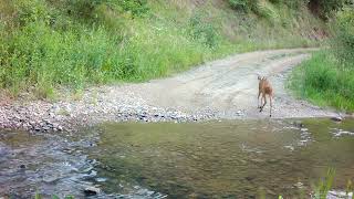 Kafshe te egra ne Gollakun tone te bukur Wildlife on my trail camera [upl. by Yerkovich]