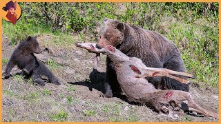 15 Moments When Bears Hunt [upl. by Migeon]