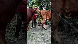 The Mating Rituals of Cows  Nature’s Love Story  shorts cowes bull [upl. by Enilav]