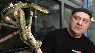 Boa z górnej półki  Corallus batesii  Emerald tree boa [upl. by Odanref]