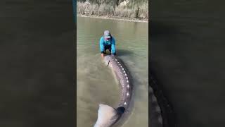 Fishing Guide Catches 10Foot Long Sturgeon in British Columbia River [upl. by Mat50]