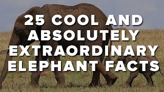 25 Cool And Absolutely Extraordinary Elephant Facts [upl. by Madanhoj]