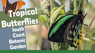 SOAR Tropical Butterflies South Coast Botanic Garden  Full Experience [upl. by Adhamh153]