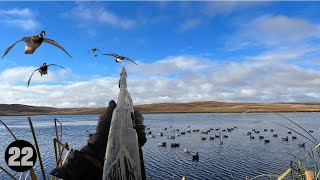 Did We Shoot a Storm Wigeon Incredible Decoying Ducks [upl. by Gnilyarg]