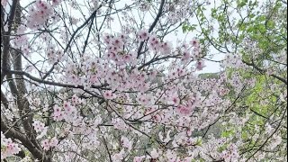 Yangmingshan Cherry Blossom [upl. by Mccready485]