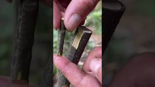 Easy Plants Grafting Skills plants grafting tree graft nature farming fruittrees yt [upl. by Schreib]