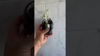 Epipremnum Pinnatum Marble babe🥰♥️rare plants shorts plantcare cute pots viral subscribe [upl. by Anastasia]