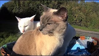 Siamese Cats WalkRun Fast in a Sunny Forest OffLeash  Bike Ride Home with Action Cam [upl. by Nicolina]