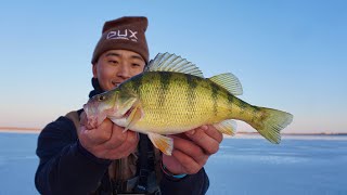 Early Ice Fishing JUMBO PERCH CATCH CLEAN COOK [upl. by Adalard]