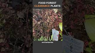 Cheap Edible and Medicinal Plants for Your Food Forest [upl. by Mintun]