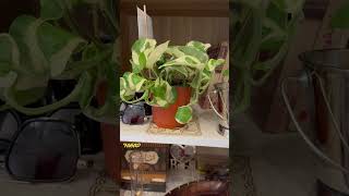 Pothos njoy  plants  نباتات 🌱 بوتوس إنجوي [upl. by Nellak]