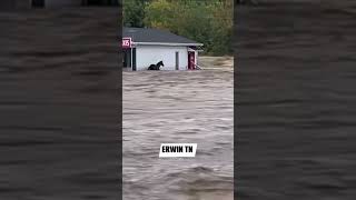 Flash Flooding hurricanehelene Erwin Tennessee horse [upl. by Renelle]