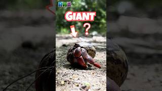 Kids Discover GIANT Hermit Crabs in Puerto Rico Adventure [upl. by Eidod282]