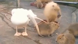 pelicans trying to eat capybaras [upl. by Caiaphas899]