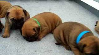 Bullmastiff puppies [upl. by Michaele73]