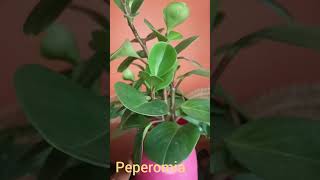 Peperomia obtusifolia plant care [upl. by Millman264]