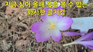 지금 심어 올해 꽃을 볼 수 있는 화사한 콜치컴 A bright colchicum that can be planted now and will bloom this year [upl. by Thora]