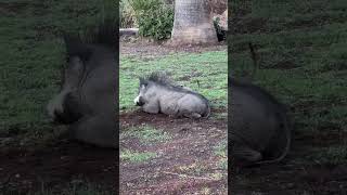 😃🫠friendship of a warthog and a meerkatanimalsvideo [upl. by Aerdnuahs]