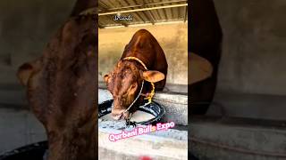 Huge Red Brangus Bull  2024 Qurbani Gorur Haat  shorts pets animals cow goru [upl. by Waverley]