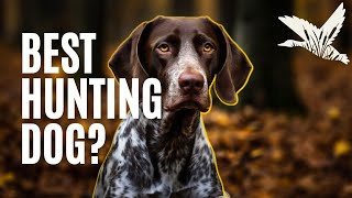 German Shorthaired Pointer Review [upl. by Huberto]