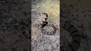 Cape Coral Snake Aspidelaps lubricus lubricus [upl. by Irme]