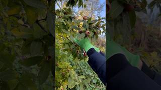 Pruning and Harvesting German Medlar🍑🍐🍉 asmr fruit medlar fruitcutting asmrsound [upl. by Enybor759]