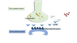 Pralidoxime Mechanism of Action [upl. by Wilton301]