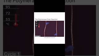 Polymerase Chain Reaction PCR [upl. by Drofxer]